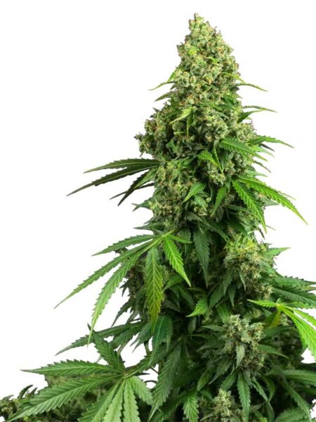 Honey Melon Kush Automatic seeds