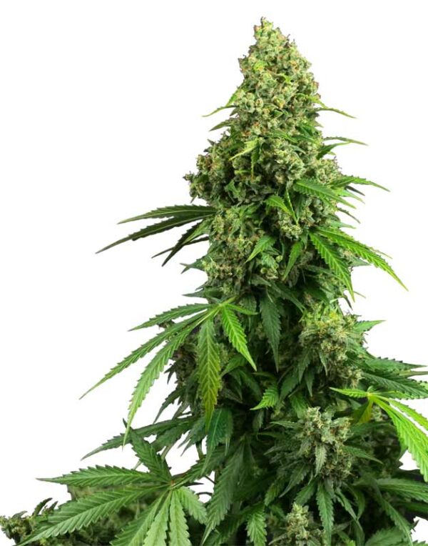 Honey Melon Kush Automatic seeds