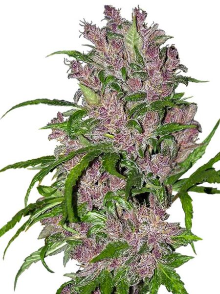 Purple Bud Automatic seeds