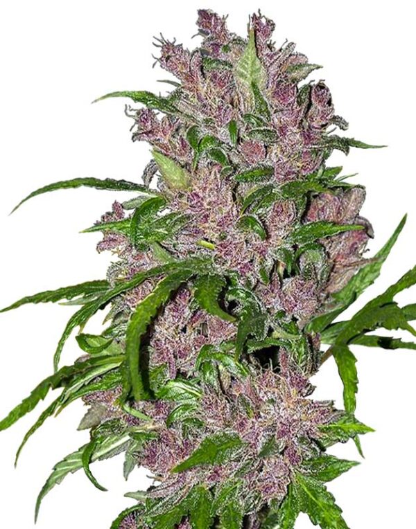 Purple Bud Automatic seeds