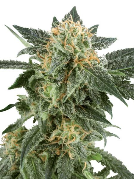 Snow Ryder Automatic seeds