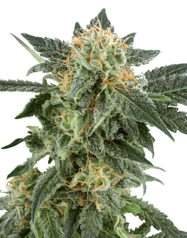 Snow Ryder Automatic seeds