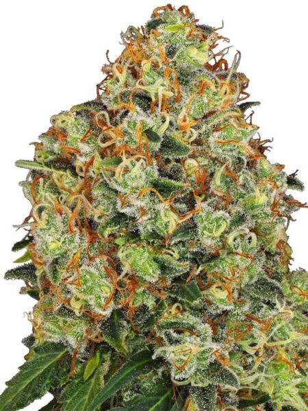 Sweet Tangerine Tango Automatic seeds