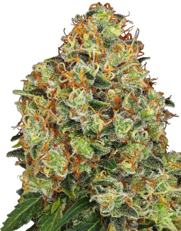 Sweet Tangerine Tango Automatic seeds