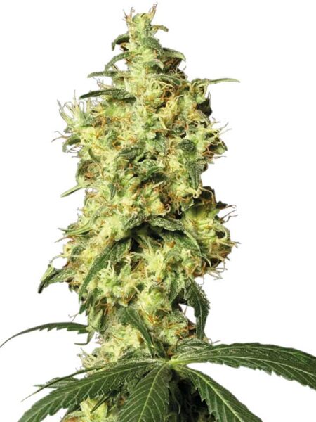 White Widow Automatic seeds