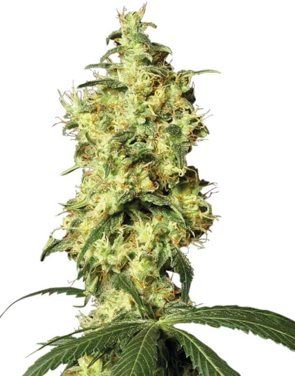 White Widow Automatic seeds