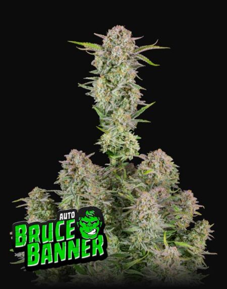 Bruce Banner Auto seeds