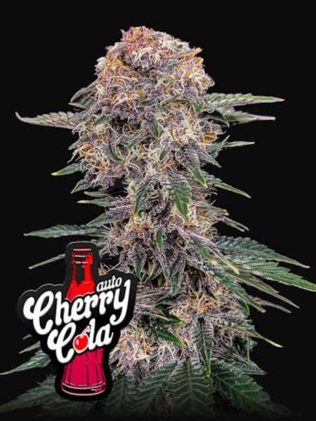 Cherry Cola Auto seeds