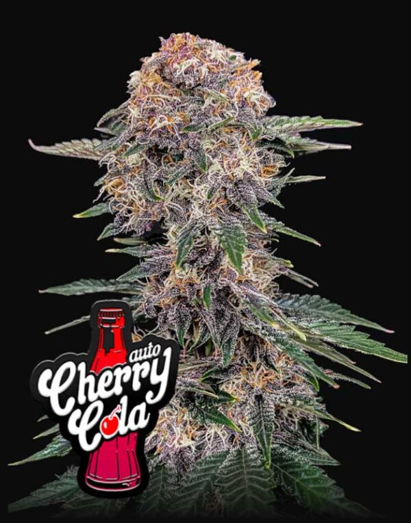 Cherry Cola Auto seeds