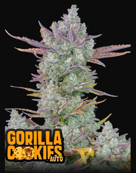 Gorilla Cookies Auto seeds