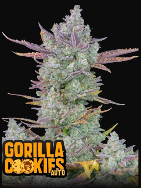 Gorilla Cookies Auto seeds