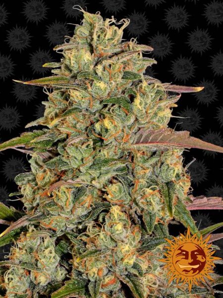 Barney´s Farm Amnesia Lemon feminized seeds