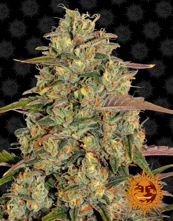 Barney´s Farm Amnesia Lemon feminized seeds