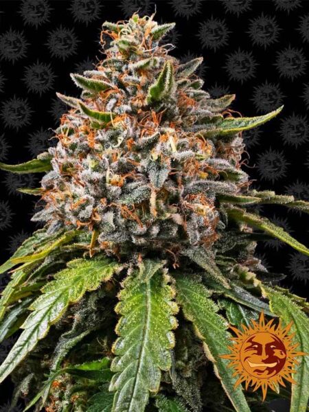 Barney´s Farm White Widow Xxl feminized seeds