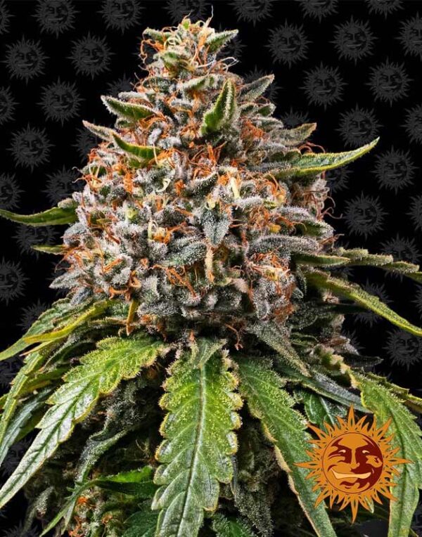 Barney´s Farm White Widow Xxl feminized seeds