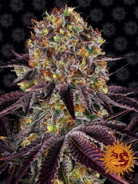 Barney´s Farma Runtz x Layer Cake feminized seeds