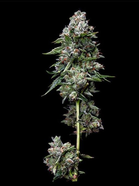 Kosher Kush feminized seeds By DNA Genetics