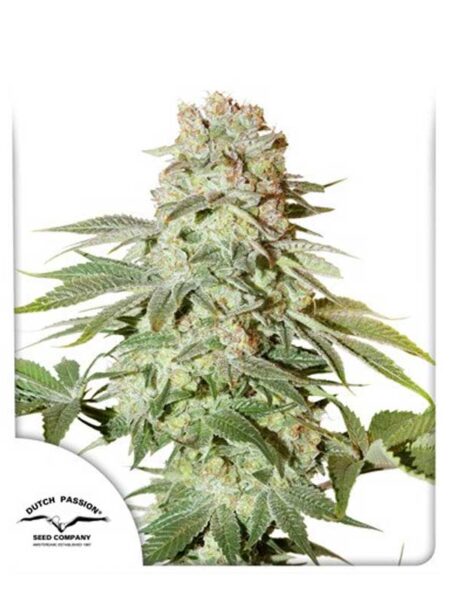 Auto Power Plant autoflower seeds