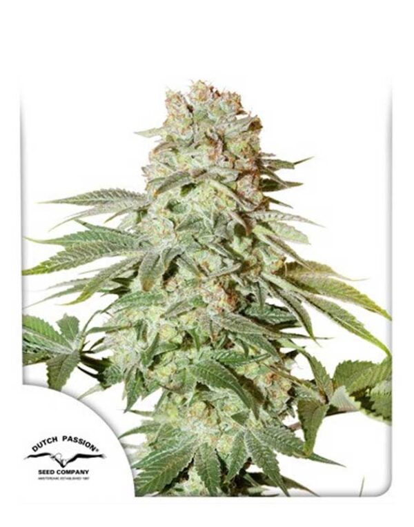 Auto Power Plant autoflower seeds