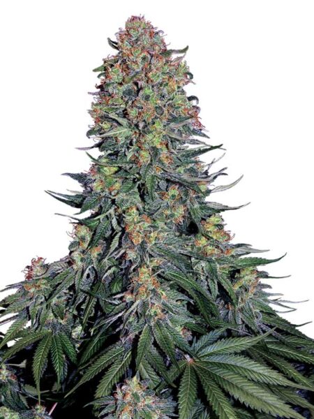 Blue Skunk feminized seeds