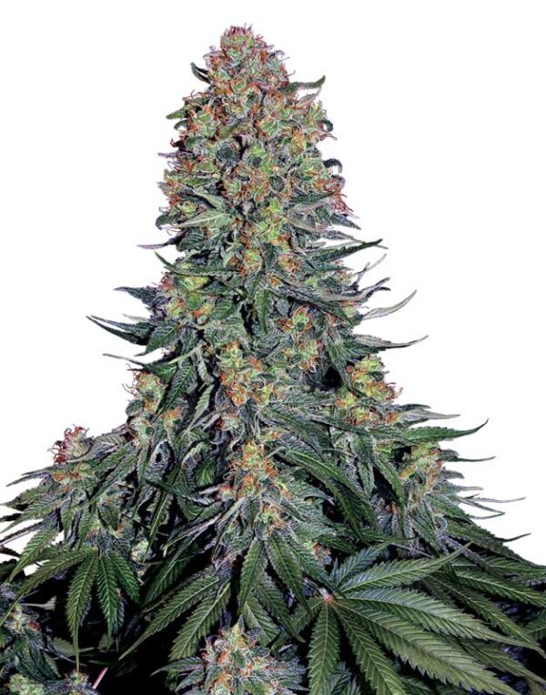 Blue Skunk feminized seeds