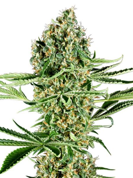 Critical Runtz feminized seeds