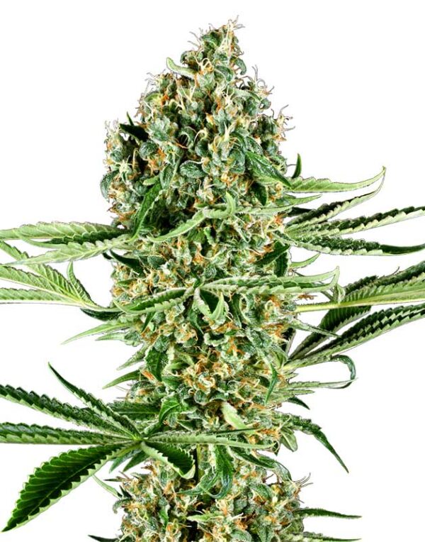 Critical Runtz feminized seeds