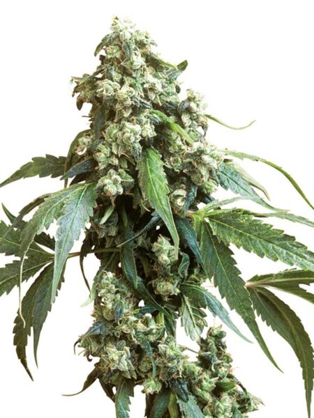 Jack Flash #5 feminized seeds