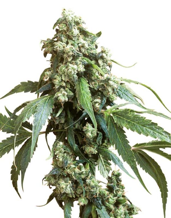 Jack Flash #5 feminized seeds