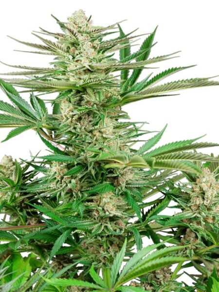 Malibu OG Gold feminized seeds