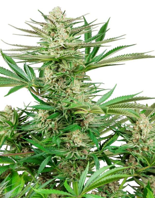 Malibu OG Gold feminized seeds