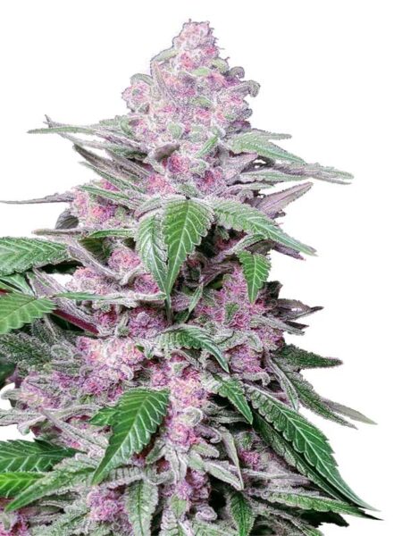 Purple Cookie Kush feminized seeds