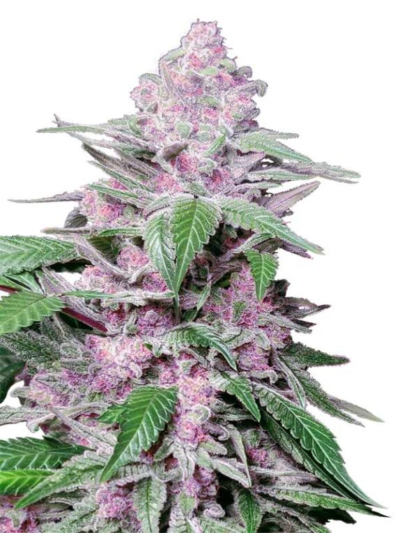 Purple Cookie Kush feminized seeds