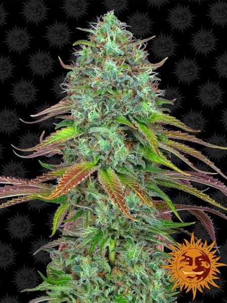 Barney´s Farm LSD Auto feminized autoflower seeds