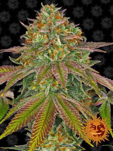 Barneys Farm Wedding Cake_feminized seeds