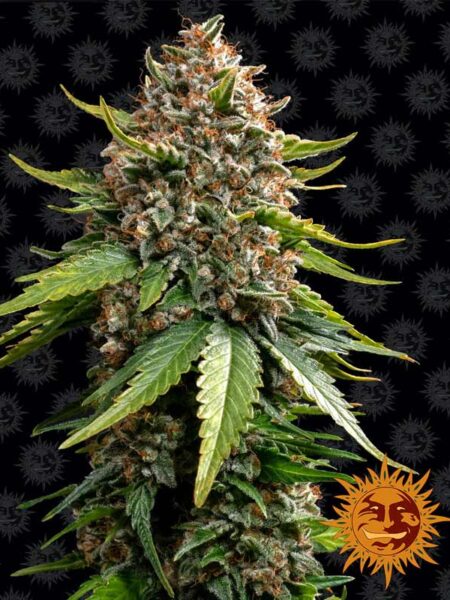 Barney´s Farm White Widow Xxl feminized autoflowering seeds