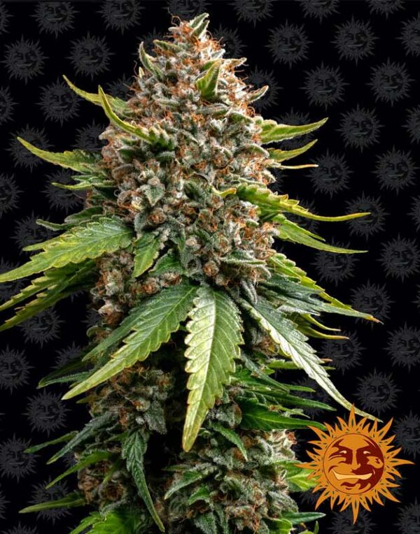 Barney´s Farm White Widow Xxl feminized autoflowering seeds