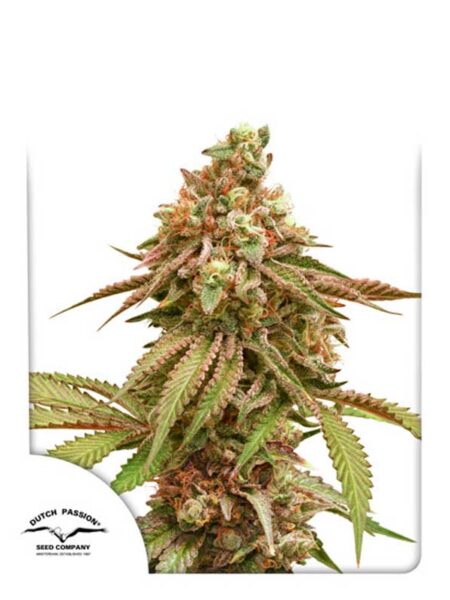 Dutch Passion Tropical Tangie feminized seeds