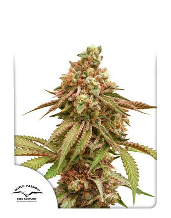 Dutch Passion Tropical Tangie feminized seeds