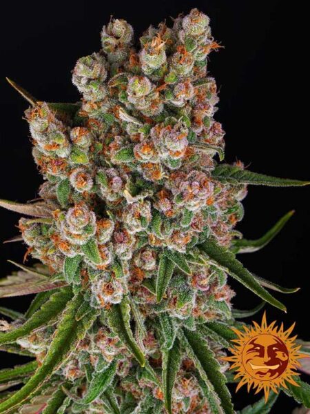 Barneys Farm GMO Auto feminized autoflower seeds