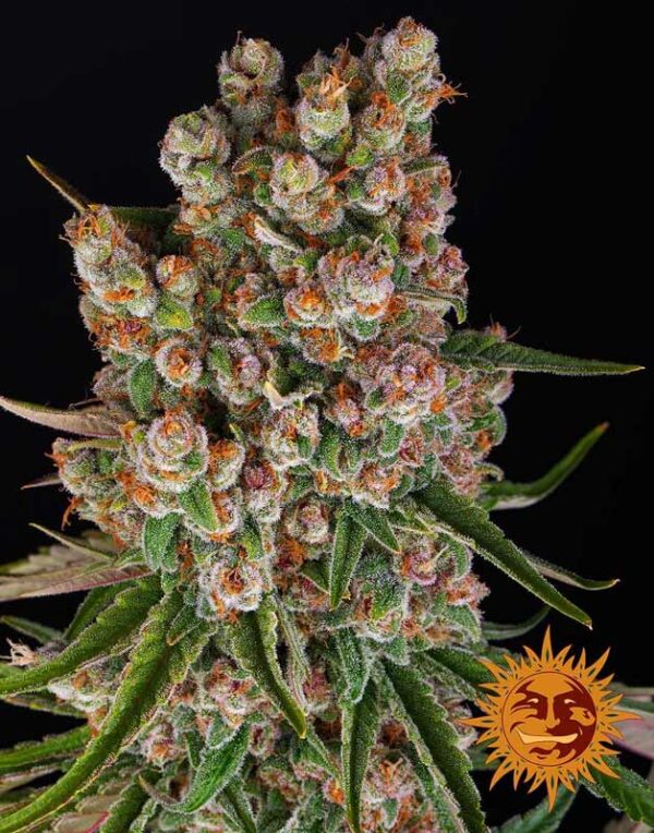 Barneys Farm GMO Auto feminized autoflower seeds