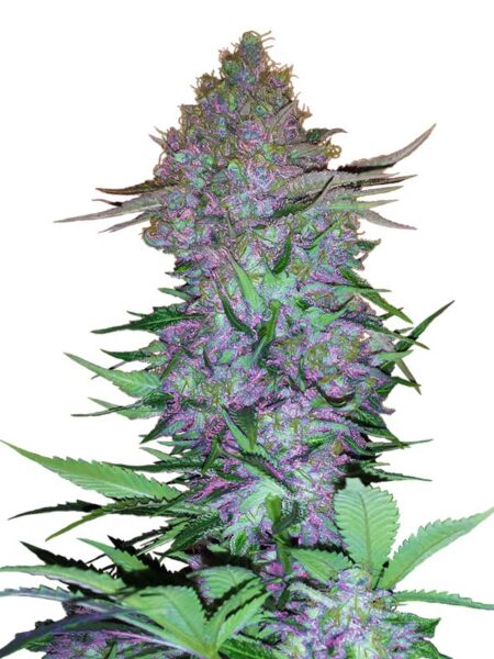 Sensi Seeds Purple Skunk Automatic feminized seeds