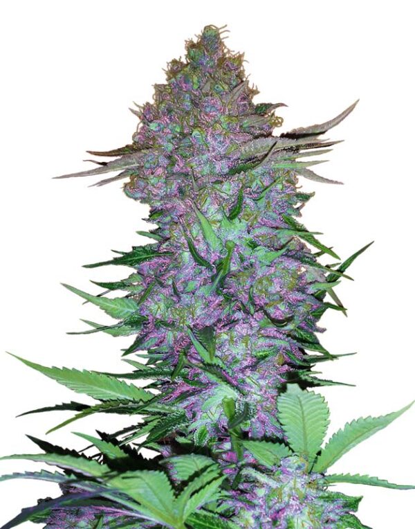 Sensi Seeds Purple Skunk Automatic feminized seeds