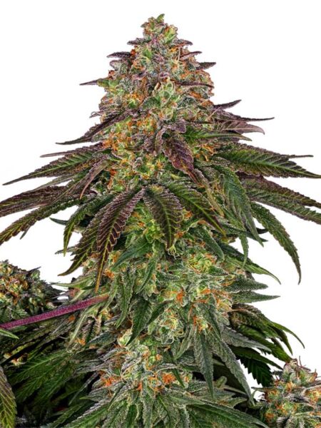 Sensi Seeds Sweet Cherry Kush feminized seeds