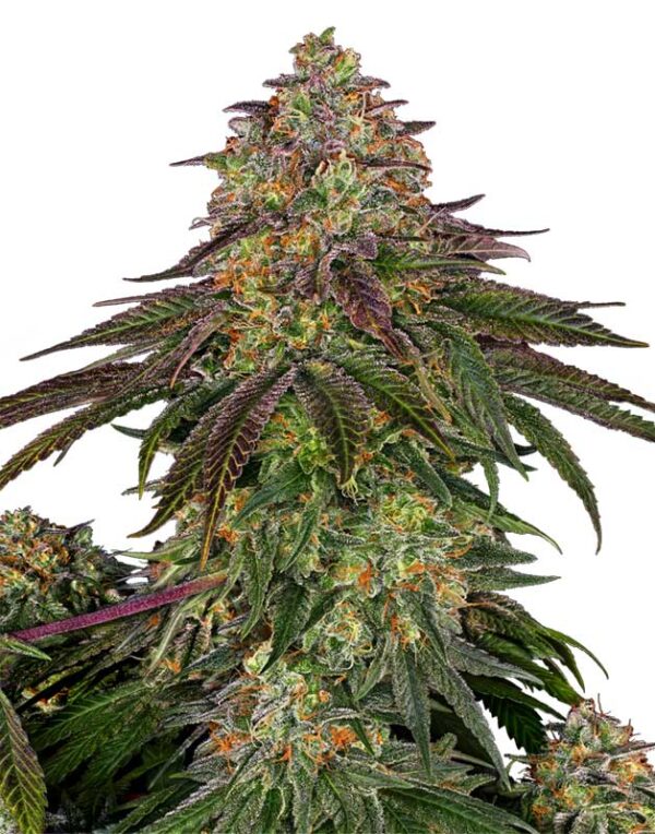 Sensi Seeds Sweet Cherry Kush feminized seeds