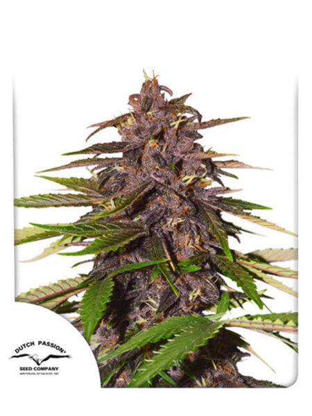 Dutch Passion Auto Forbidden Cherry feminized seeds