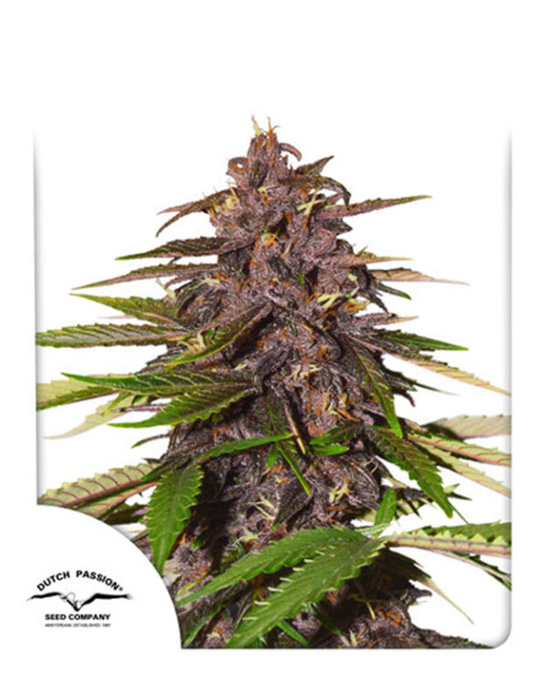 Dutch Passion Auto Forbidden Cherry feminized seeds