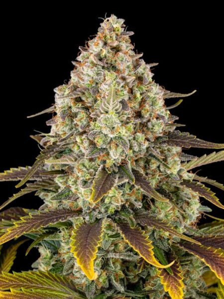 Barneys Farm Lemon Drizzle feminized seeds