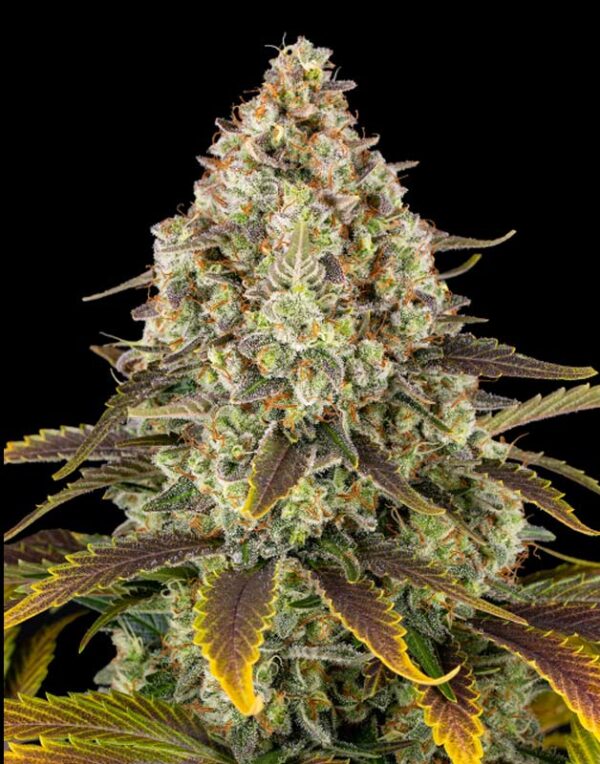 Barneys Farm Lemon Drizzle feminized seeds