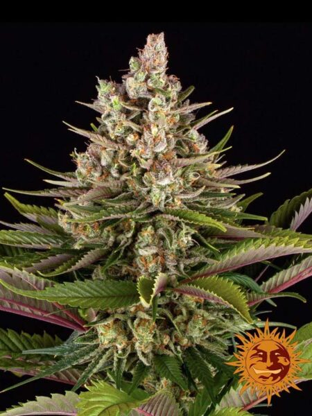 Barneys Farm Sour Strawberry feminized seeds